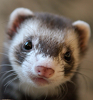 Nosiferret